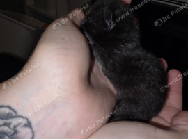 5 Beautiful kittens