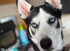 Loki- Siberian husky (stud)