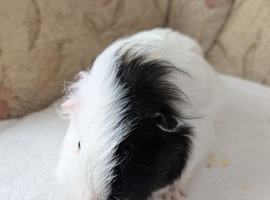Female sheltie Guinea pig