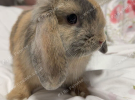 Minilop Bunny Rabbit + Playpen