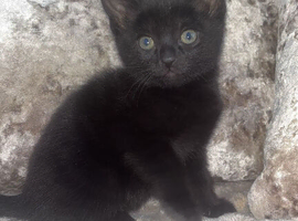 kittens looking for their forever home
