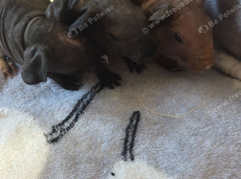 3 skinnys ready to reserve