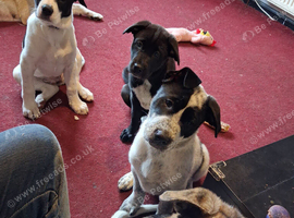 JAPANESE AKITA X STAFFIE PUPS