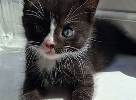 Gorgeous boy ready for his new home
