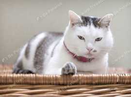 Trusted Cattery in Morpeth - Comfortable Boarding for Your Cat