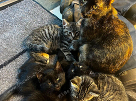 Adorable kittens