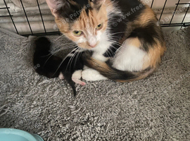 Beautiful playful kittens