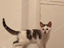 Last Kitten Available!