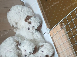 Beautiful F1b Red/White Cavapoo Puppies Available.