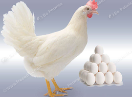 Hyline Day‑Old Chicks &ndash; Guaranteed Females