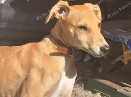 Very well bred saluki greyhound