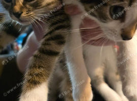 3 taby male kittens