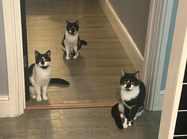 three cats