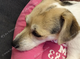 Loving, forever home for our loving furbaby
