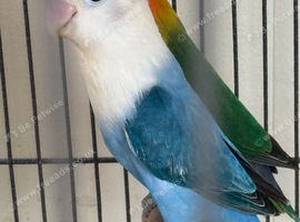 Bonded proven pair Fischer love birds with chicks