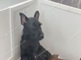 Patterdale x jack Russell