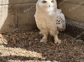 3 year old snowy owl - parent reared