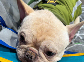 Kc registered French bulldog male