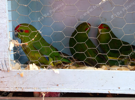 Baby kakariki parrots for sale