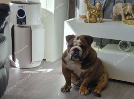 English bulldog