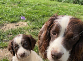 Lovely English springer spaniel