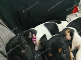 Jack Russell pups 12 weeks old 1 boy and 1 girl