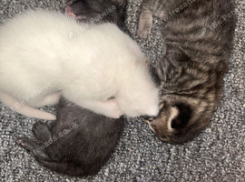 New litter of 3