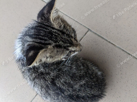 Kittens for sale
