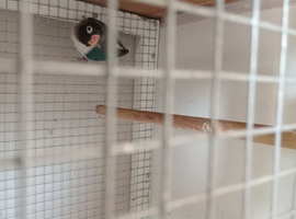 Lovebird