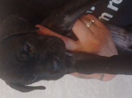 Lovely 6 weeks old puppies
