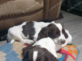 2 boy kc reg left  ready  to leave now