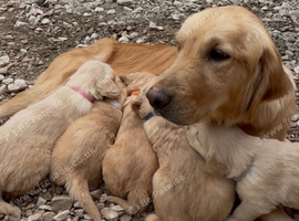 Pedigree Golden Retriever Puppies Health Tested