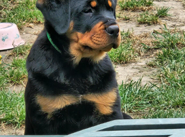 Chunky playful puppies ready now vet check clear