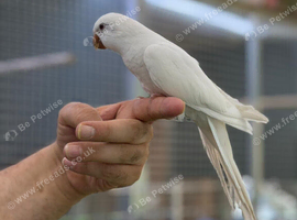 White Quaker parrot