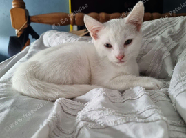 White Kitten for Sale