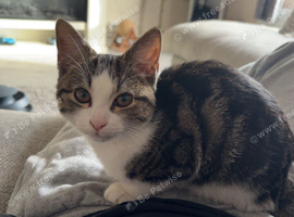 Mabel is looking for a forever home.