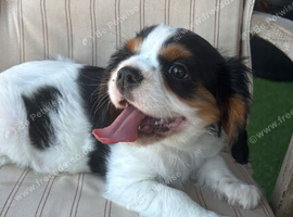 King Charles cavalier puppy