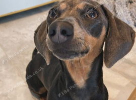 Blue and tan mini dachshund