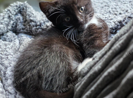 Gorgeous Black and White Kitten