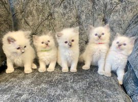 Ragdoll kittens