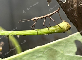 Indian stick insect varying sizes and ages