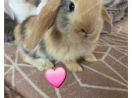 Beautiful mini lops for sale