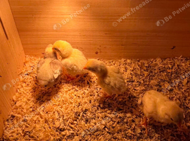 ko shamo chicks for sale