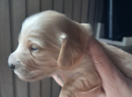 Cream mini dachshunds