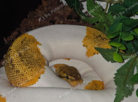 Orange dream pie ball python and setup