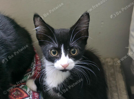 Black and White Male Kitten