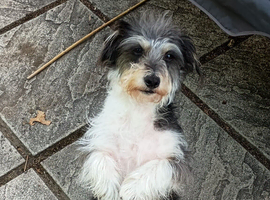 Rehoming Buddy- Jack Russel Mix 2 years old (born Sept.)
