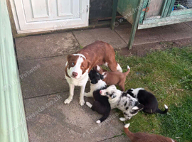 Excellent Border Collie Puppies