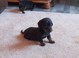 Chiweenie puppies ready soon