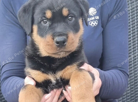 STUNNING PUPPIES AVAILABLE READY FOR THEIR FOREVER HOMES Stunning Rottweiler Puppies for Sale &ndash; Ready for Loving Forever Homes  We are delighted to of